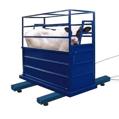 Básculas para Ganado